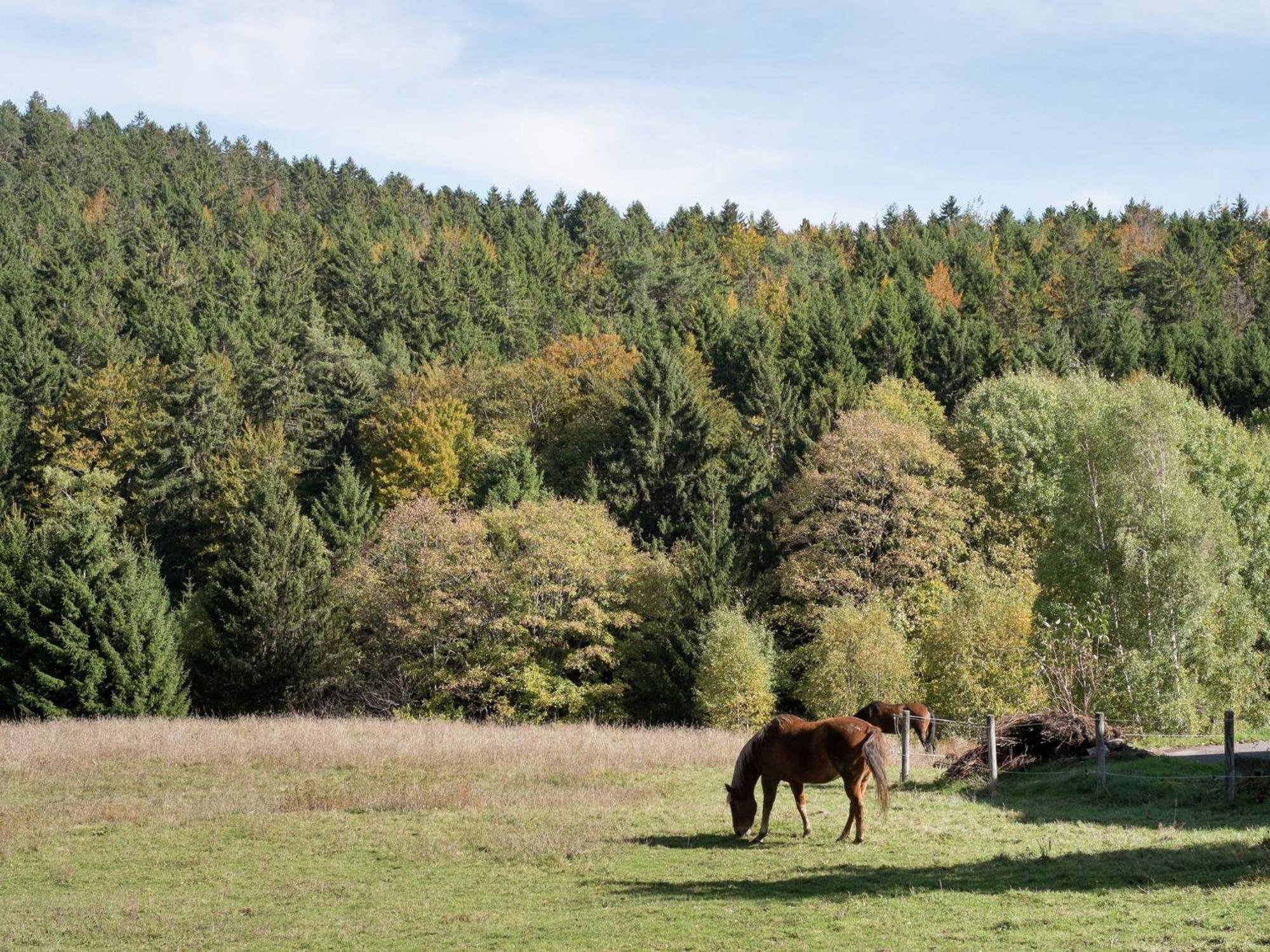 Cozy Holiday Apartment In The Black Forest Dachsberg im Schwarzwald Екстериор снимка